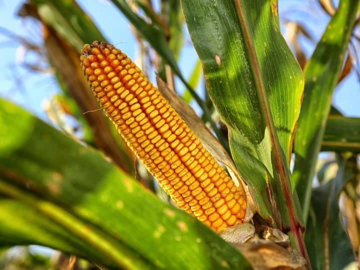 Rabi & Kharif Yellow Maize Cob on Stalk