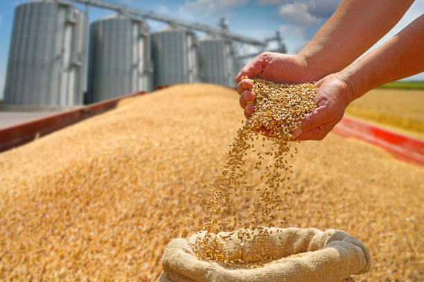 Regional Silo & Grain Consolidation Network